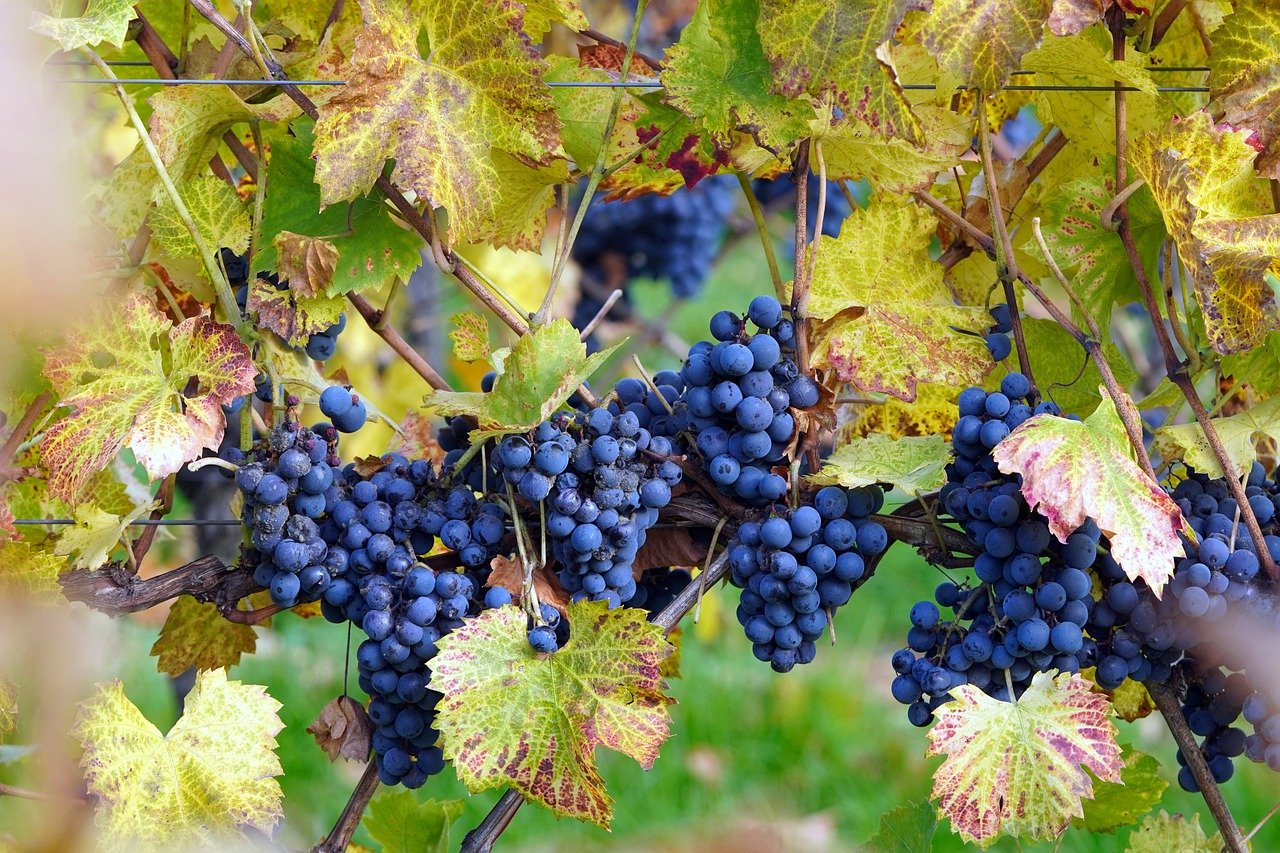 raisin-grappes-violet-ambiance