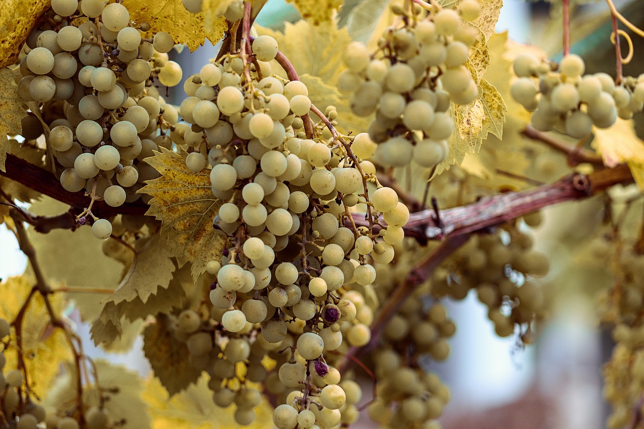 raisin-grappes-ambiance