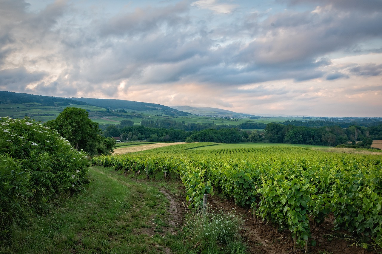 vignes-paysage-ambiance