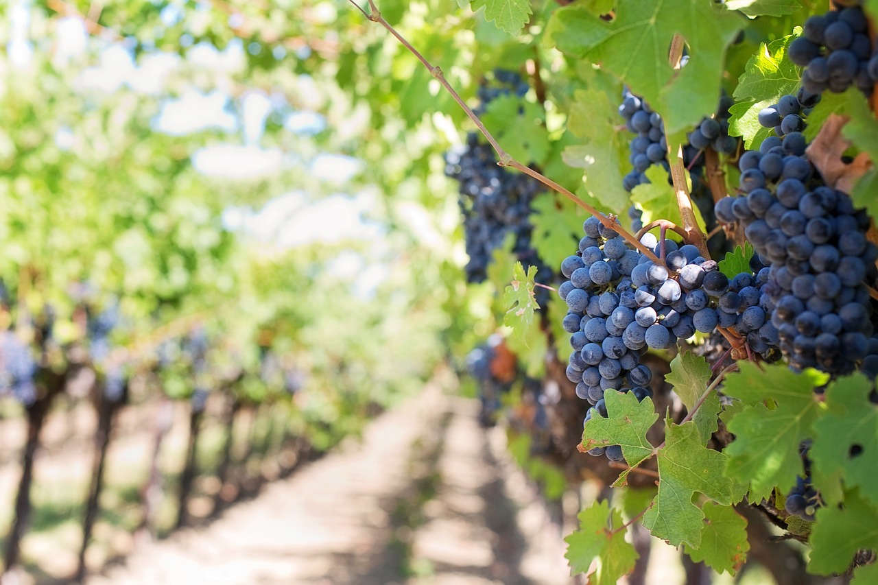 vignes-photo-ambiance