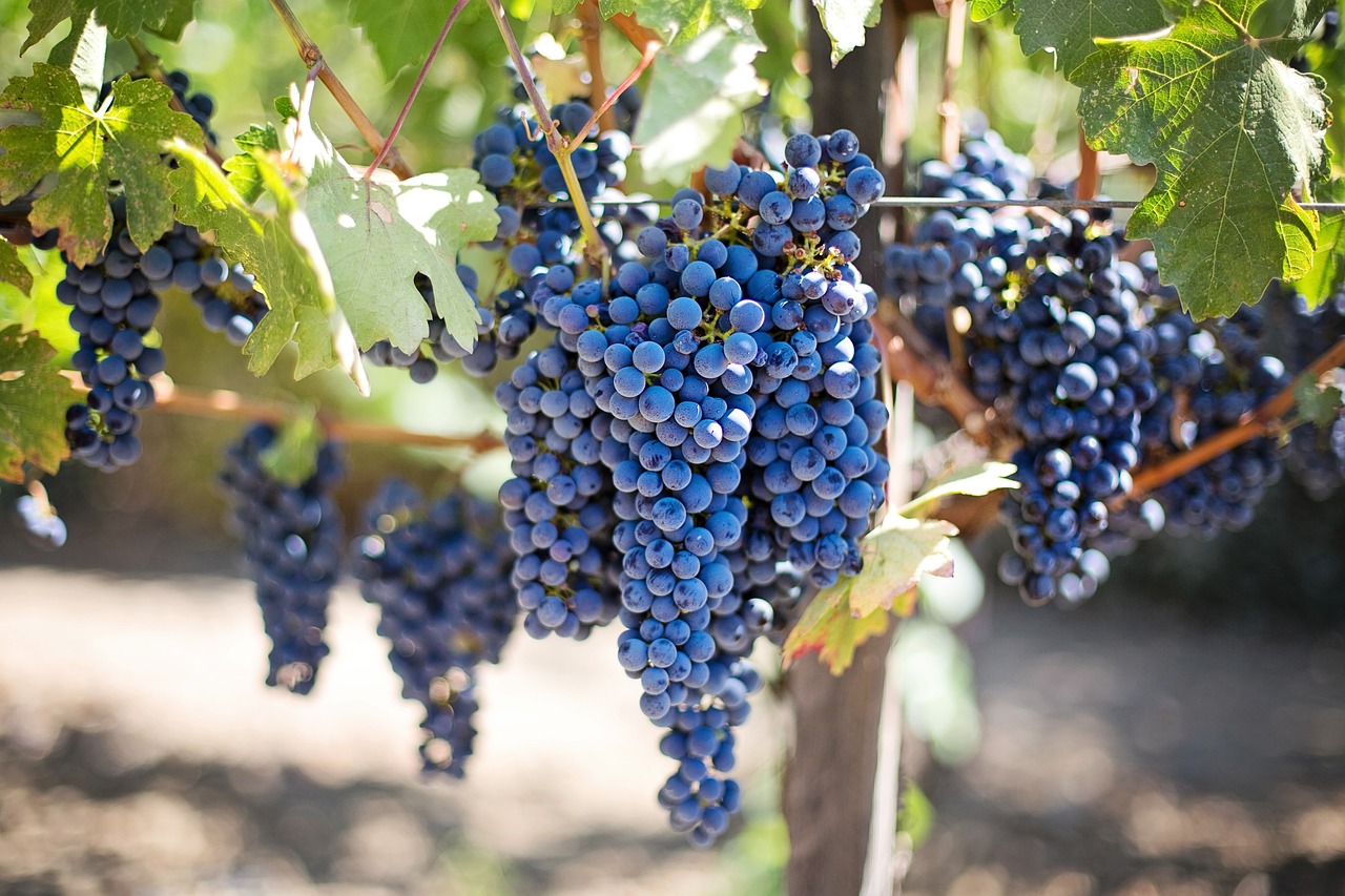 raisin-photo-ambiance