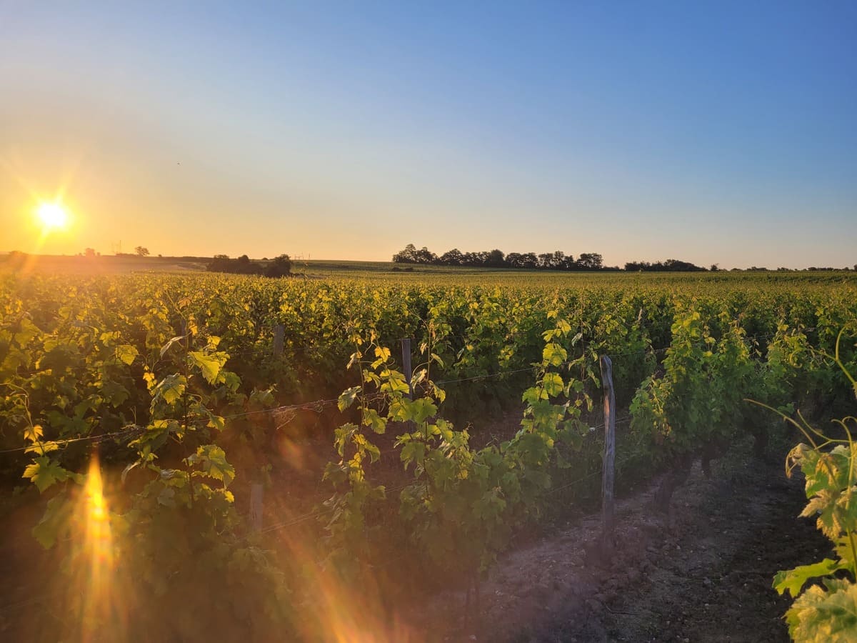 vendanges-tardives-2024